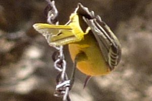 Madera Canyon, AZ - Apr. 8, 2010 - female