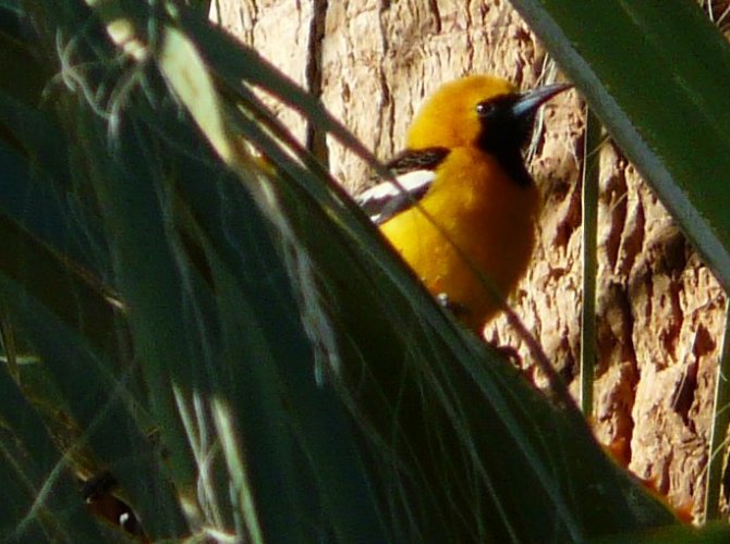 Agua Caliente Park, E of Tucson, AZ - Mar. 25, 2016 - male