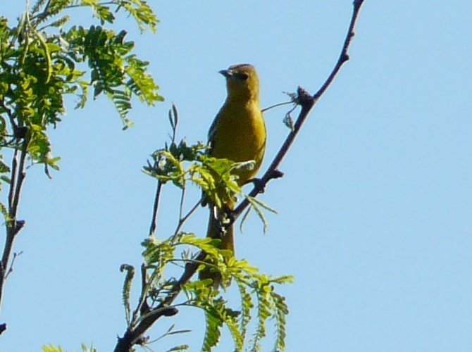 Agua Caliente Park, E of Tucson, AZ - Mar. 25, 2016 - female