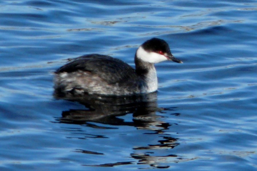 Daniel's Head, Cape Sable Island, NS - Feb. 27, 2015 - winter plumage