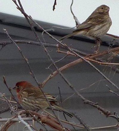 Parkway Drive, Ottawa, ON - March 9, 2011 - male lower left - female upper right