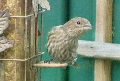 Ottawa West, ON - Sep. 14, 2010 - female