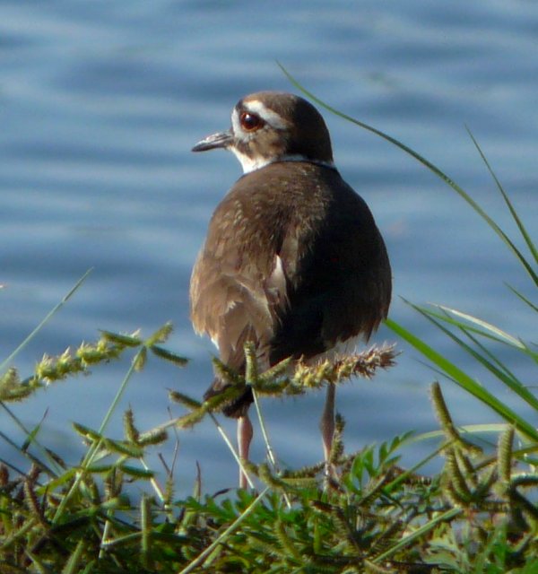 Ding Darling NWR, Sanibel Island, FL - Jan. 14, 2013