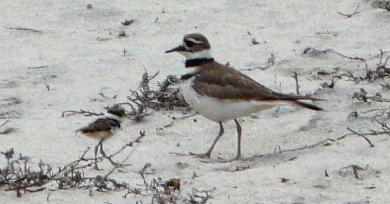 Tijuana Slough National Wildlife Refuge, Seacoast Drive Beach Trail, CA - Apr. 24, 2013 - adult with chick