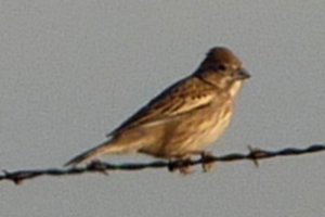 S of Eloy, AZ - Dec. 28, 2010