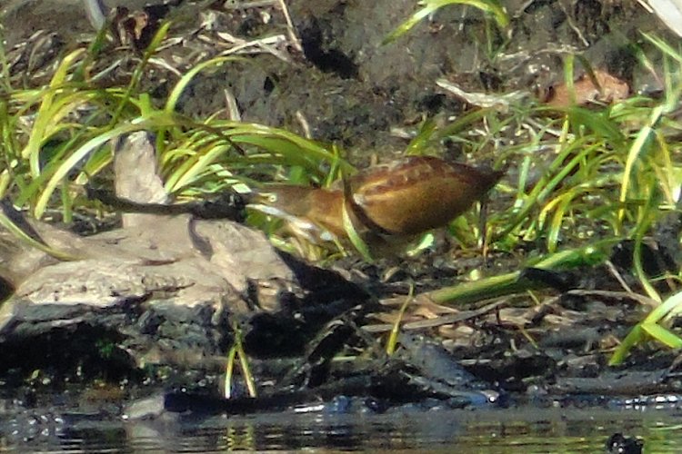 The Hawk Beach, Cape Sable Island, NS - Sep. 16, 2016