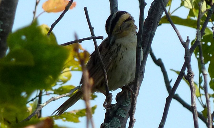 United Counties of Prescott and Russell, ON - Aug. 13, 2011