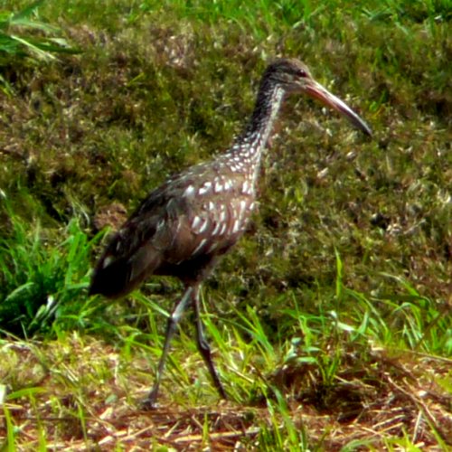 Ackerman Park, Sarasota, FL - Jan. 15, 2013