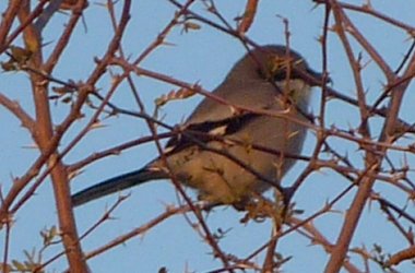 Gilbert Water Ranch, Gilbert, AZ - Dec. 25, 2010