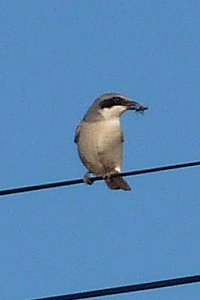 S of Eloy, AZ - Dec. 28, 2010
