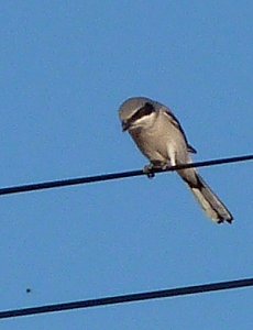 S of Eloy, AZ - Dec. 28, 2010