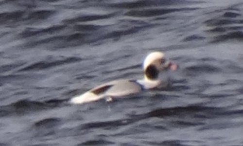 Yarmouth, NS - Jan. 3, 2015 - winter adult male