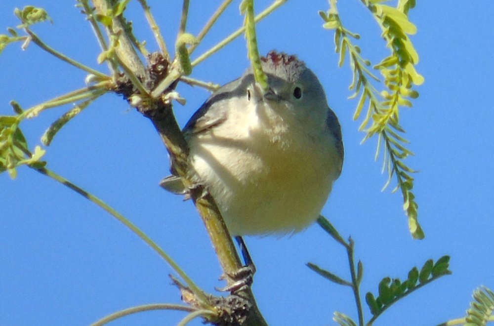 Agua Caliente Park, E of Tucson, AZ - Mar. 25, 2016