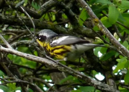 Britannia Conservation Area, Ottawa, ON - May 19, 2011
