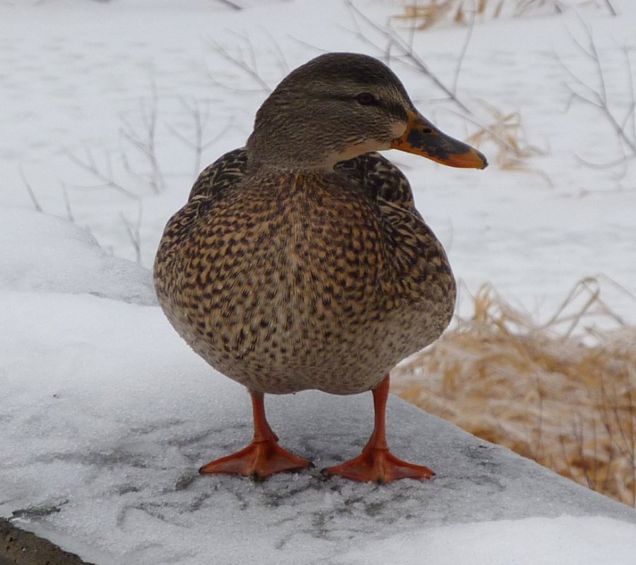 Strathcona Park, Ottawa, ON - Dec. 27, 2009 - female