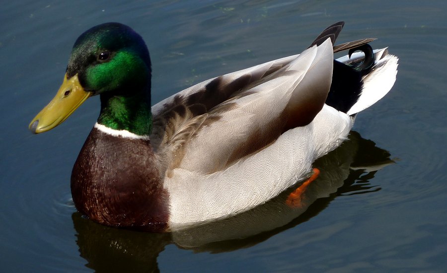 Britannia Conservation Area, Ottawa, ON - May 7, 2011 - male