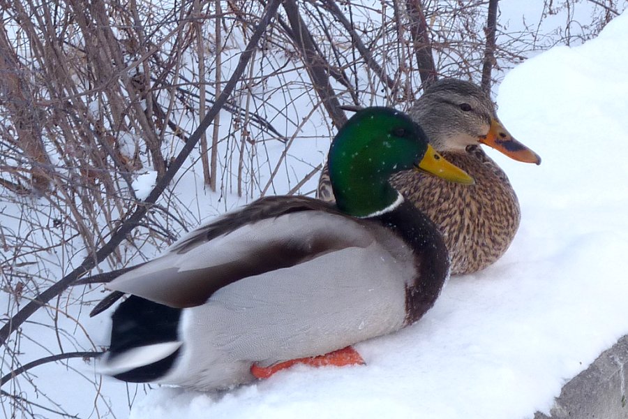 Strathcona Park, Ottawa, ON - Jan. 2, 2010 - male in front of female