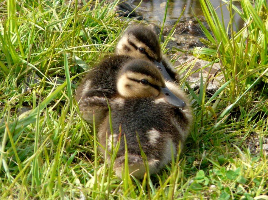 Yarmouth, NS - Jun. 11, 2014 - chicks
