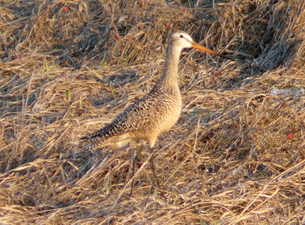 Highway 13, SE of Roleau, SK - May 17, 2013