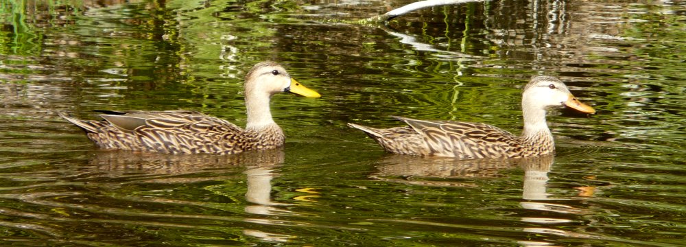 Sarasota, FL - Jan. 15, 2013 - male left / female right