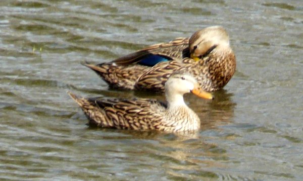 Sarasota, FL - Jan. 15, 2013 - male rear / female front
