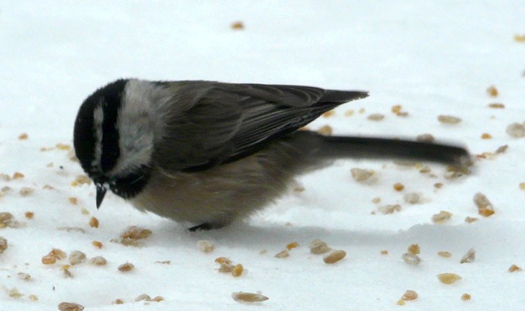 Sandia Crest, NM - Dec. 21, 2011