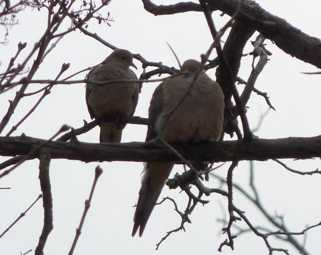 Hilda Street Feeders, Shirleys Bay, ON - Dec. 5, 2009