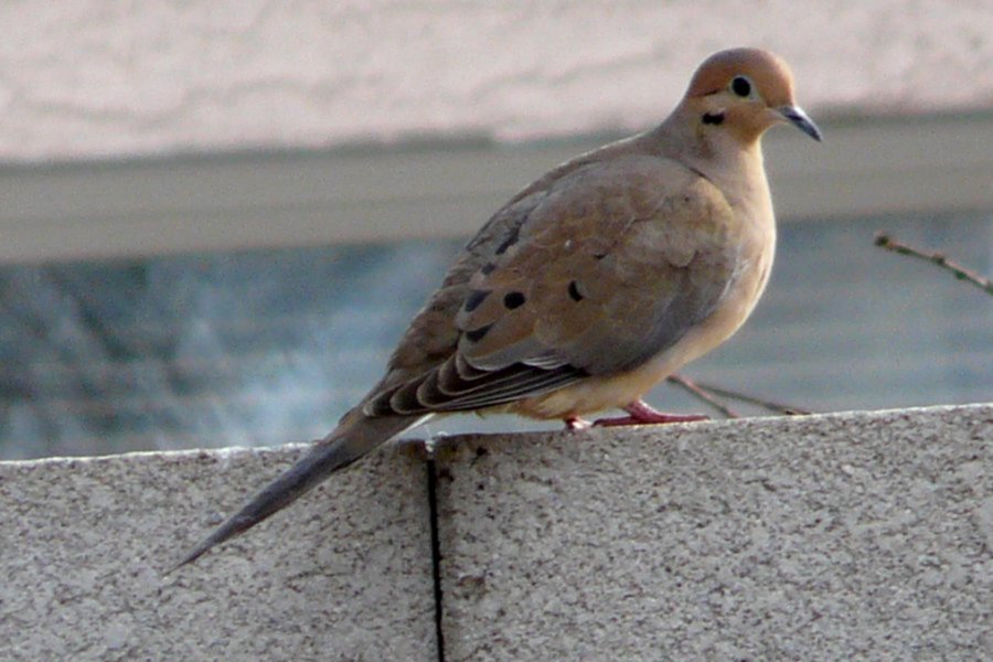 Coolidge, AZ - Jan. 18, 2016