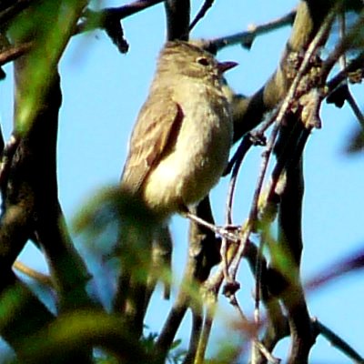 Agua Caliente Park, E of Tucson, AZ - Mar. 25, 2016