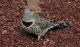 Sandia Park, NM - Dec. 21, 2011 - red-shafted subspecies