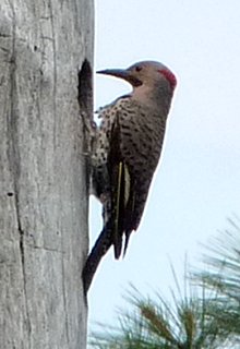 Blackwater NWR Wildlife, MD - May 22, 2011 - yellow-shafted subspecies - male