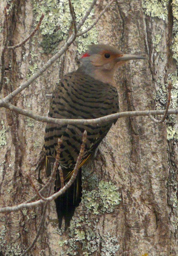 Lawrencetown, Annapolis County, NS - Nov. 28, 2012 - yellow-shafted subspecies - female