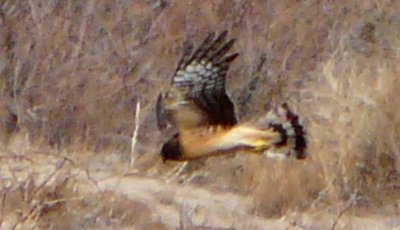 Benson, AZ - Dec. 19, 2011 - female