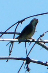 Presqu'ile Provincial Park, ON - Aug. 29, 2012