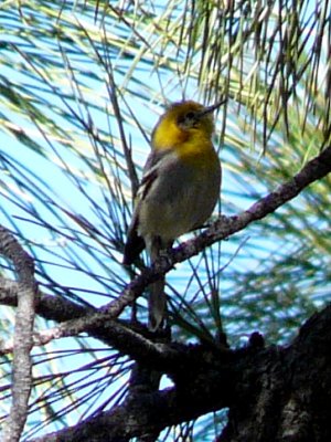 Mount Ord, AZ - Mar. 29, 2013