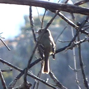 Florida Canyon, AZ - Apr. 4, 2010
