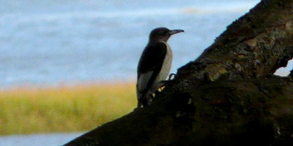 Attwood Brook, NS - Oct. 16, 2015 - immature