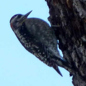 Pe&ntilde;a Blanca Lake, AZ - Jan. 4, 2011