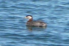 Digby, NS - Apr. 25, 2011 - spring moult nearly complete