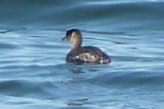 Digby, NS - Apr. 25, 2011 - winter plumage beginning moult