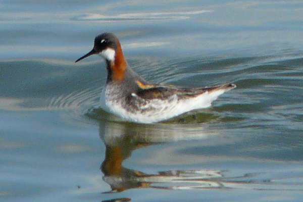 Route 58, S of Chaplin, SK - May 17, 2013 - female breeding plumage