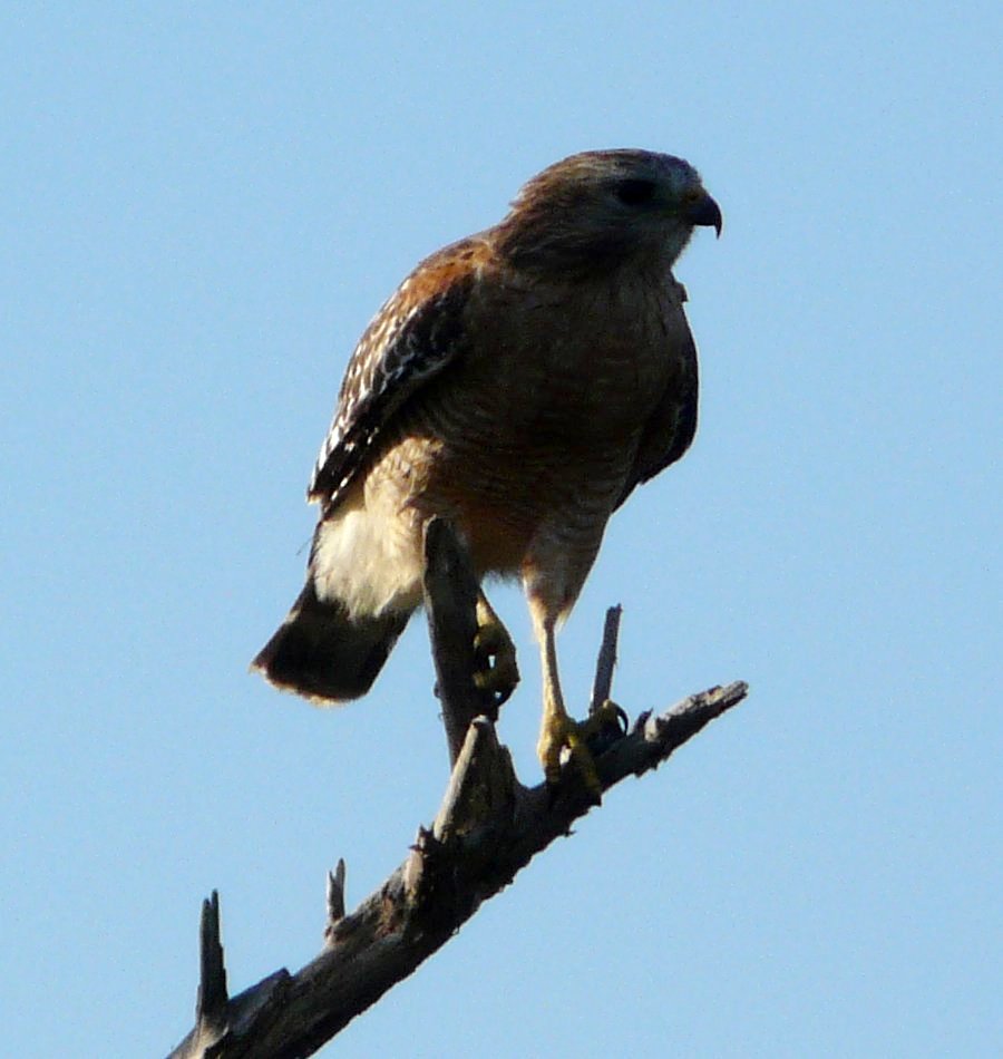 Mrazek Pond, Everglades National Park, FL - Jan. 12, 2013 - adult