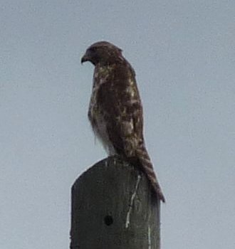 Ackerman Park, Sarasota, FL - Jan. 15, 2013 - juvenile