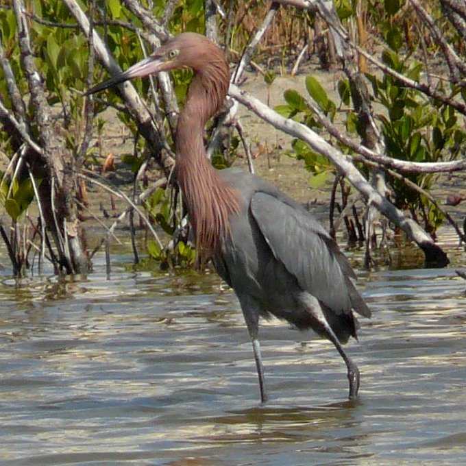 Estero Lagoon, Fort Myers Beach, FL - Jan. 14, 2013
