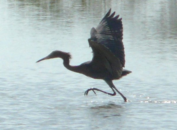 Estero Lagoon, Fort Myers Beach, FL - Jan. 14, 2013 - canopy feeding
