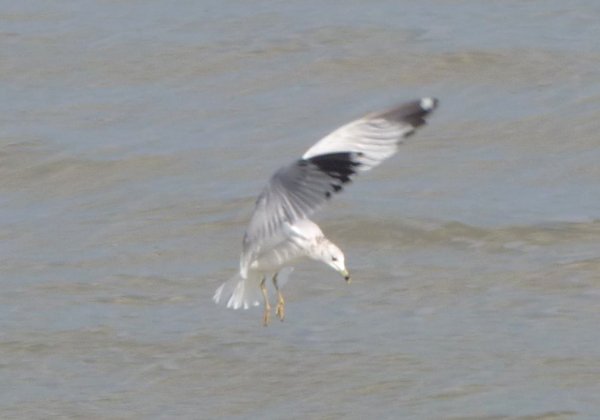 Summerhaven, FL - Jan. 10, 2013 - winter adult in flight