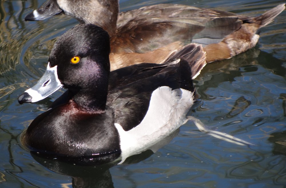 Gilbert Water Ranch, Gilbert, AZ - Feb. 29, 2016 - male (with female behind him)