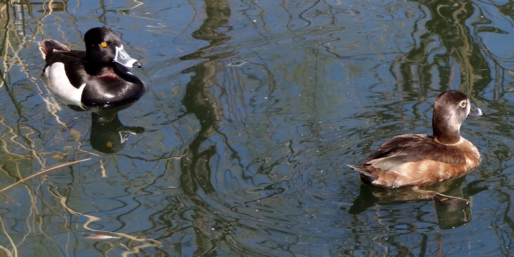 Gilbert Water Ranch, Gilbert, AZ - Feb. 29, 2016 - female (right) and male (left)