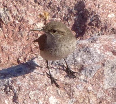 Pe&ntilde;a Blanca Lake, AZ - Jan. 4, 2011