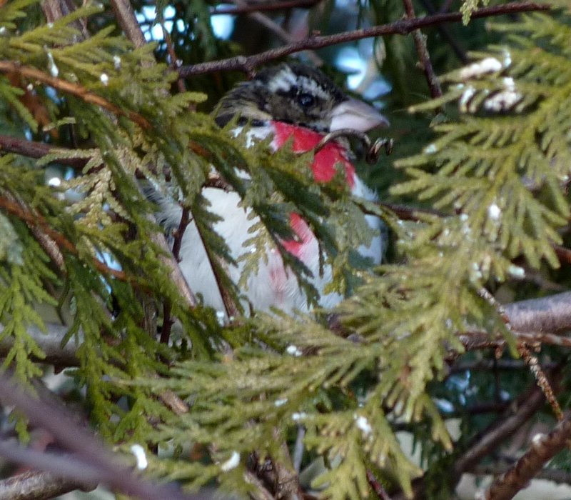 Presqu'ile Provincial Park, Brighton, ON - January 10, 2010